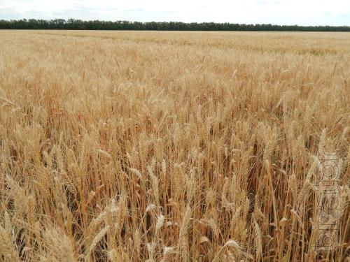 Winter wheat palianytsia 