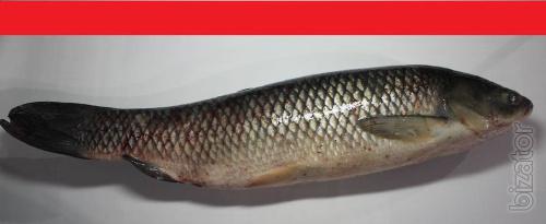 A carp, carp, silver carp wholesale. Possible export. 