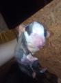 Pit Bull Terrier Puppy Inexpensive Pit Bull Terrier Puppy Inexpensive