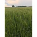 Seeds of winter barley of the Old Selena 