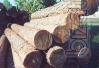 round timber 