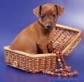 Puppy MIN PIN for sale 