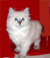 Neva mascarad - kittens 