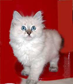 Neva mascarad - kittens 