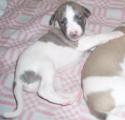Puppies WHIPPETS 