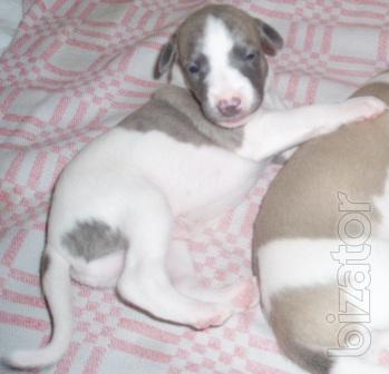 Puppies WHIPPETS 