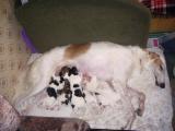 Puppy russian  Borzoy 