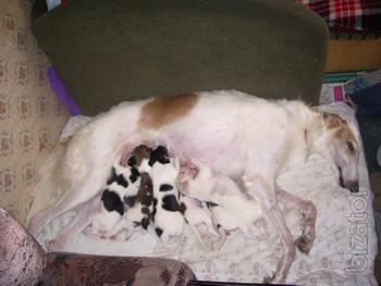 Puppy russian  Borzoy 