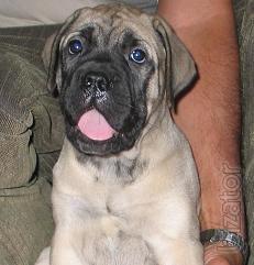 Puppies of bullmastiff 