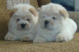 puppies cow-cow 