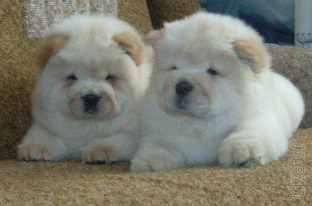 puppies cow-cow 
