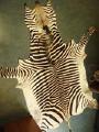 Zebra skins available in Moscow 