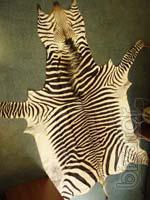 Zebra skins available in Moscow 