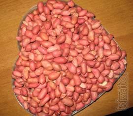 peanuts export from Uzbekistan 
