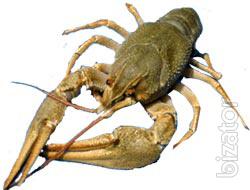 We sell    Live River Crayfish Or Crawfish 