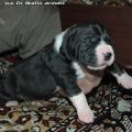 great dane puppies 