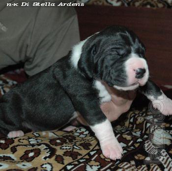 great dane puppies 