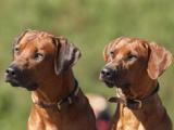 Rhodesian Ridgebacks puppies in Ukraine 