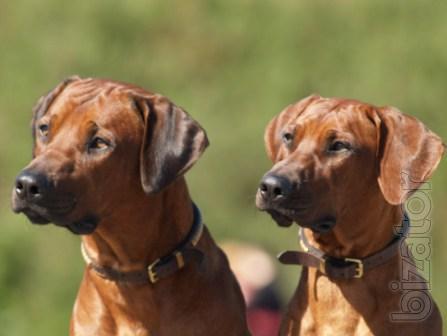 Rhodesian Ridgebacks puppies in Ukraine 