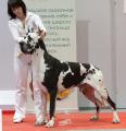 Great dane puppies! 