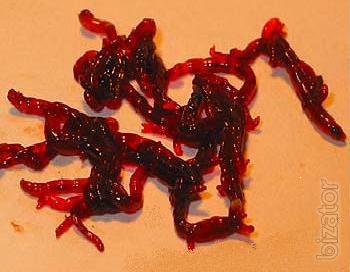Aquarium fish food, alive bait for fishing 