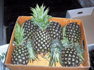 Fresh pineapples-  N36, Josaphine, Morris, direct from Malaysia 