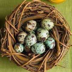 I sell eggs of female quails 