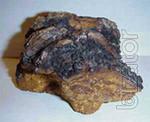 Chaga bitch mushrooms Chaga bitch mushrooms