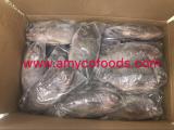 Frozen tilapia whole round at very low price